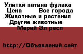 Улитки патина фулика › Цена ­ 10 - Все города Животные и растения » Другие животные   . Марий Эл респ.